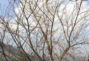 メーサロンの桜の木