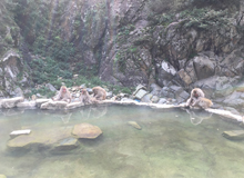 2016温泉と野生の猿